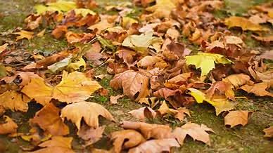 秋季秋天的落叶金黄色视频的预览图